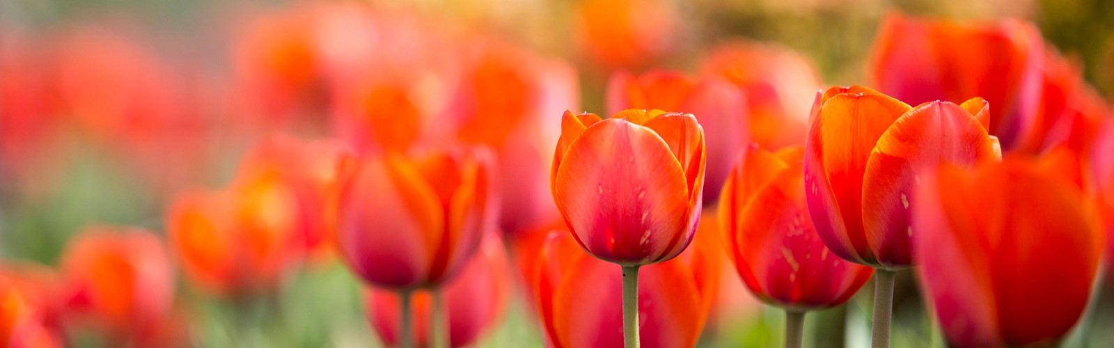 April Flowers