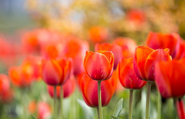 April Flowers