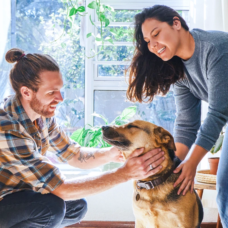 Young couple petting their golden dog in sunny living room with wooden floors and white curtains, all sharing a happy moment together